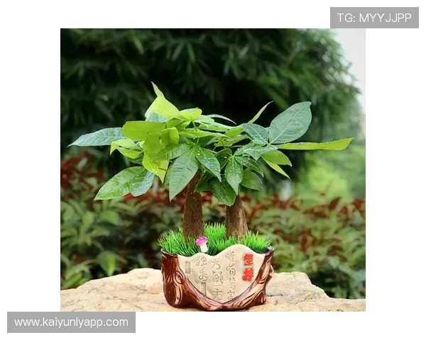 开运网官网：详细解析平台提供的开运工具与个性化建议服务